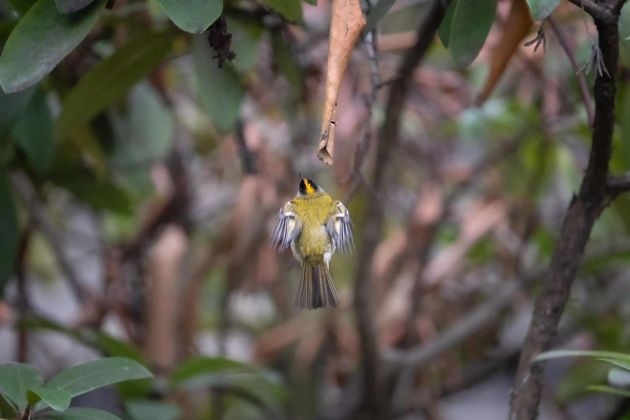Dieses weibliche Sommergoldhähnchen schaut nach Nahrung am trockenen Rhododendronblatt